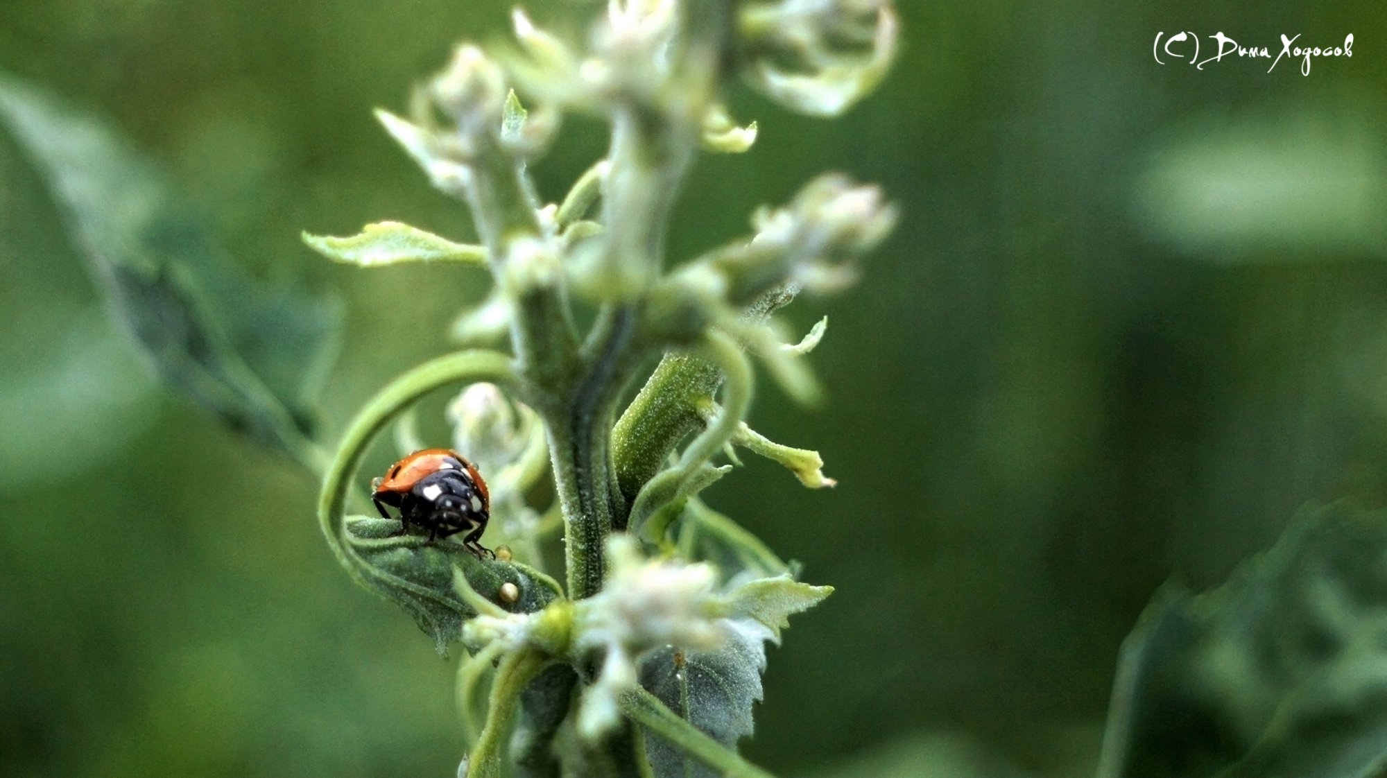 божья коровка